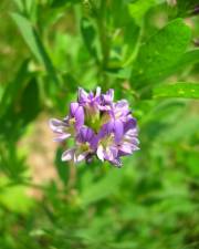 Fotografia da espécie Medicago sativa