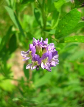 Fotografia 1 da espécie Medicago sativa no Jardim Botânico UTAD