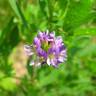 Fotografia 1 da espécie Medicago sativa do Jardim Botânico UTAD