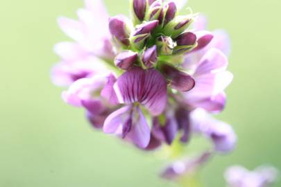 Fotografia da espécie Medicago sativa