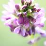 Fotografia 16 da espécie Medicago sativa do Jardim Botânico UTAD