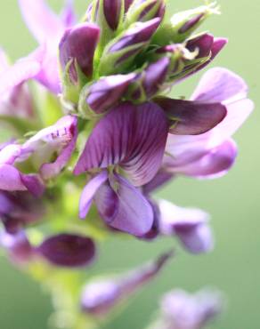 Fotografia 17 da espécie Medicago sativa no Jardim Botânico UTAD