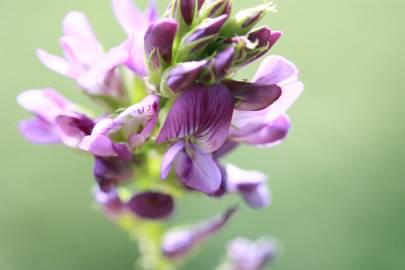 Fotografia da espécie Medicago sativa