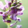 Fotografia 17 da espécie Medicago sativa do Jardim Botânico UTAD