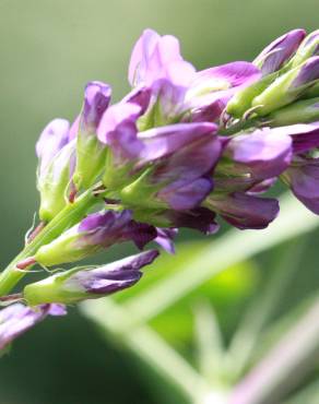 Fotografia 18 da espécie Medicago sativa no Jardim Botânico UTAD