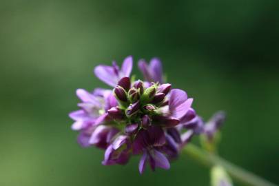 Fotografia da espécie Medicago sativa