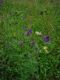 Fotografia da espécie Medicago sativa