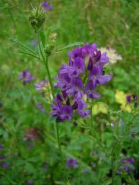 Fotografia da espécie Medicago sativa