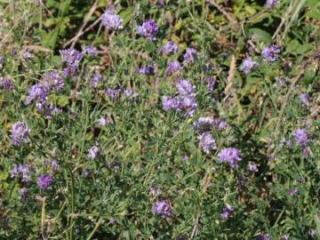 Fotografia da espécie Medicago sativa