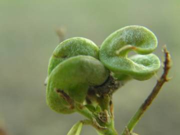 Fotografia da espécie Medicago sativa