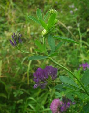 Fotografia 31 da espécie Medicago sativa no Jardim Botânico UTAD