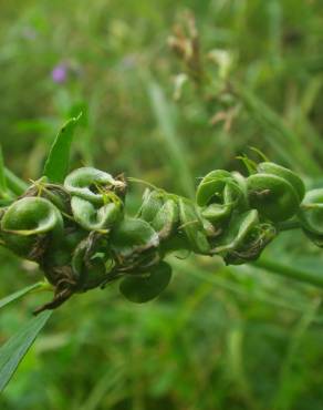 Fotografia 33 da espécie Medicago sativa no Jardim Botânico UTAD