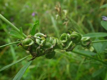 Fotografia da espécie Medicago sativa