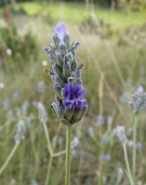 Fotografia 8 da espécie Lavandula latifolia no Jardim Botânico UTAD