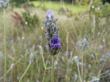 Fotografia da espécie Lavandula latifolia