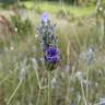 Fotografia 8 da espécie Lavandula latifolia do Jardim Botânico UTAD