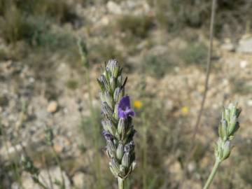 Fotografia da espécie Lavandula latifolia