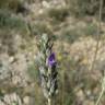 Fotografia 9 da espécie Lavandula latifolia do Jardim Botânico UTAD