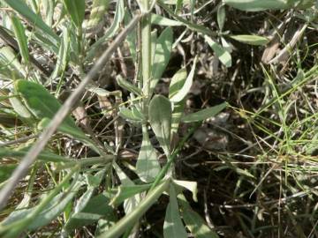 Fotografia da espécie Lavandula latifolia