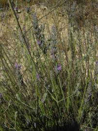 Fotografia da espécie Lavandula latifolia