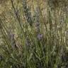 Fotografia 11 da espécie Lavandula latifolia do Jardim Botânico UTAD