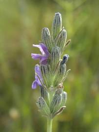 Fotografia da espécie Lavandula latifolia