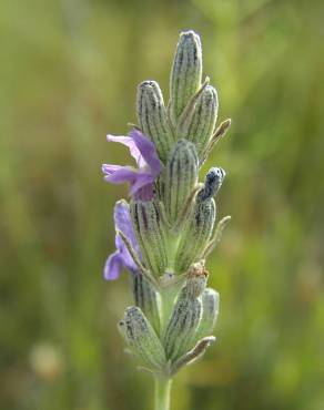 Fotografia 12 da espécie Lavandula latifolia no Jardim Botânico UTAD