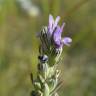 Fotografia 13 da espécie Lavandula latifolia do Jardim Botânico UTAD