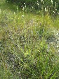 Fotografia da espécie Lavandula latifolia