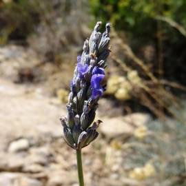 Fotografia da espécie Lavandula latifolia