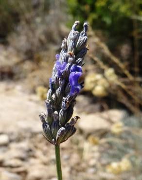 Fotografia 15 da espécie Lavandula latifolia no Jardim Botânico UTAD