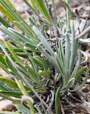 Fotografia 17 da espécie Lavandula latifolia no Jardim Botânico UTAD