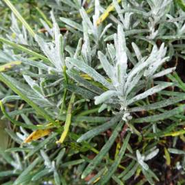 Fotografia da espécie Lavandula latifolia