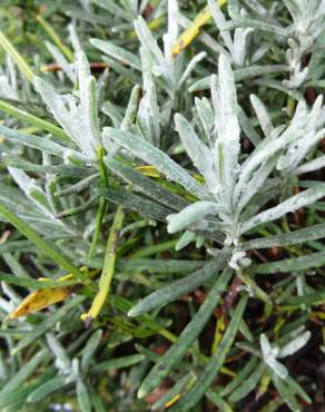 Fotografia 18 da espécie Lavandula latifolia no Jardim Botânico UTAD