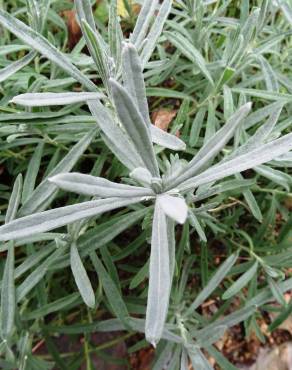 Fotografia 19 da espécie Lavandula latifolia no Jardim Botânico UTAD