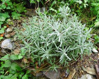 Fotografia da espécie Lavandula latifolia