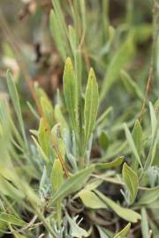 Fotografia da espécie Lavandula latifolia