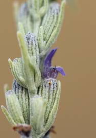 Fotografia da espécie Lavandula latifolia