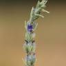 Fotografia 30 da espécie Lavandula latifolia do Jardim Botânico UTAD