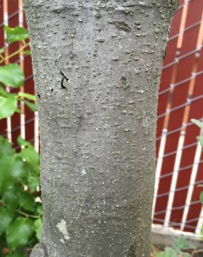 Fotografia 6 da espécie Pittosporum crassifolium no Jardim Botânico UTAD