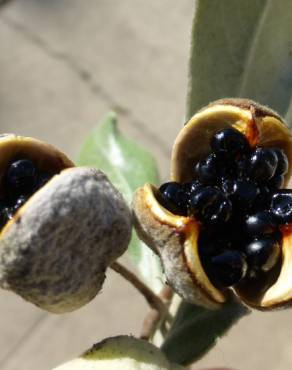 Fotografia 7 da espécie Pittosporum crassifolium no Jardim Botânico UTAD