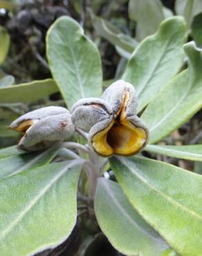 Fotografia 8 da espécie Pittosporum crassifolium no Jardim Botânico UTAD