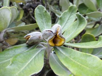 Fotografia da espécie Pittosporum crassifolium