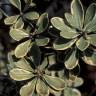 Fotografia 10 da espécie Pittosporum crassifolium do Jardim Botânico UTAD