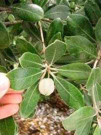 Fotografia da espécie Pittosporum crassifolium