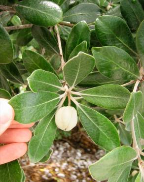 Fotografia 11 da espécie Pittosporum crassifolium no Jardim Botânico UTAD