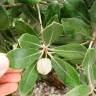 Fotografia 11 da espécie Pittosporum crassifolium do Jardim Botânico UTAD