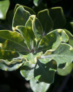 Fotografia 12 da espécie Pittosporum crassifolium no Jardim Botânico UTAD