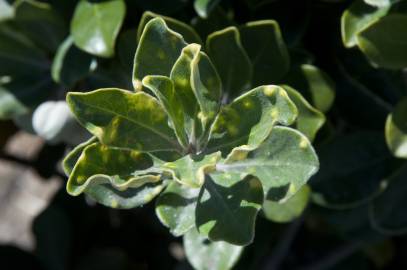 Fotografia da espécie Pittosporum crassifolium