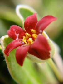 Fotografia da espécie Pittosporum crassifolium